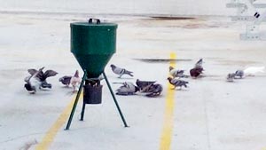 Dissuasori per piccioni